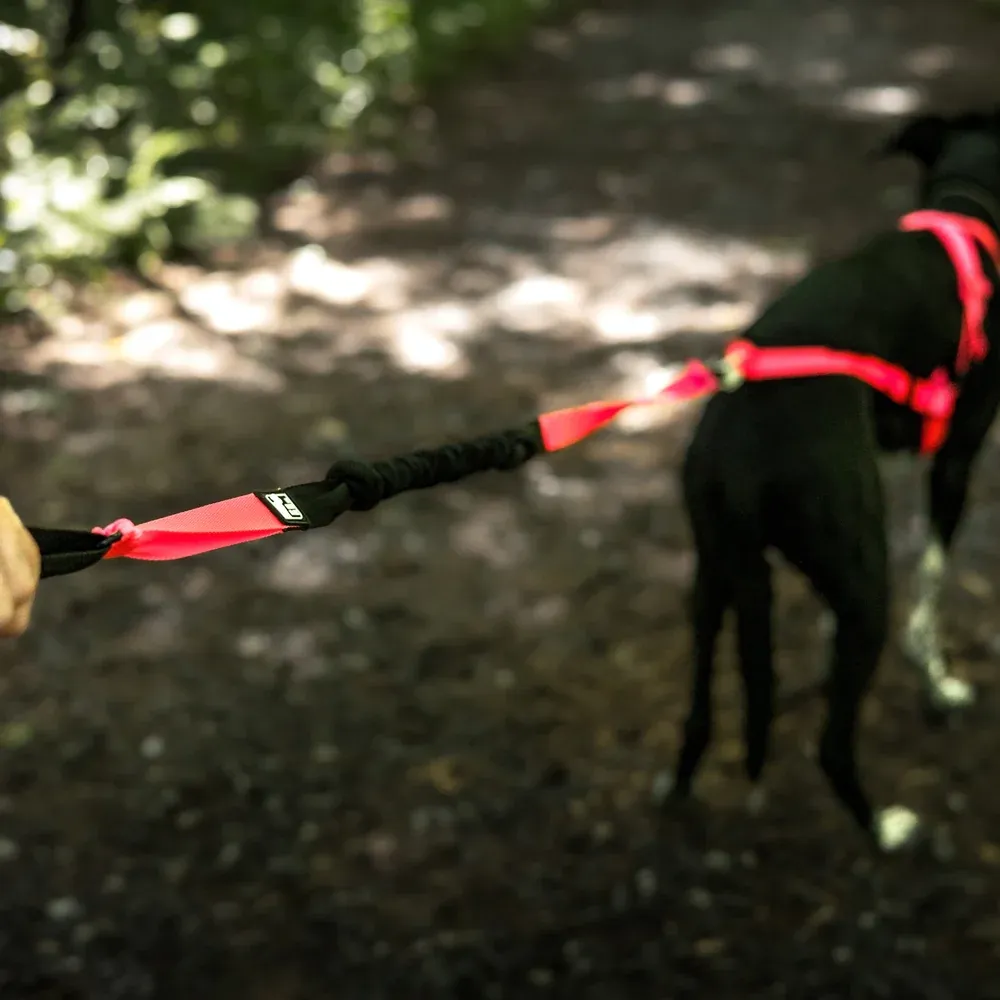 Le Chien Blanc - Laisse Bungee CANICROSS