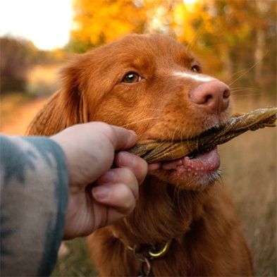 Dogginstix - Tresse de tripe d'agneau