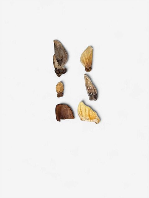 Boite masticatoire économique - Oreilles