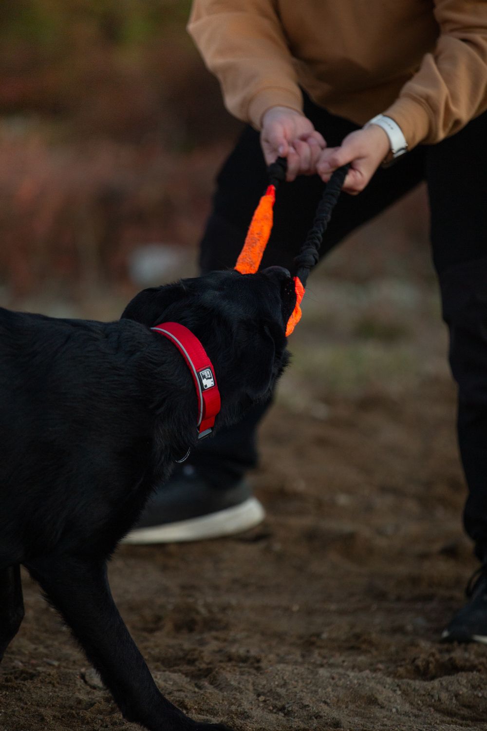 Le Chien Blanc - Anneau ''TUG'' orange