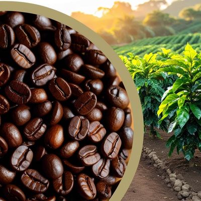 Fair Trade/Organic