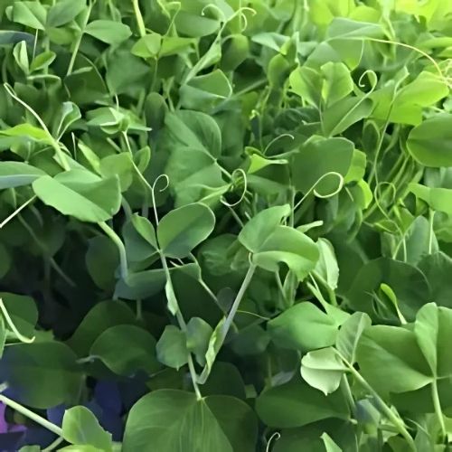 Pea Shoot
