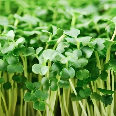 Single Microgreens