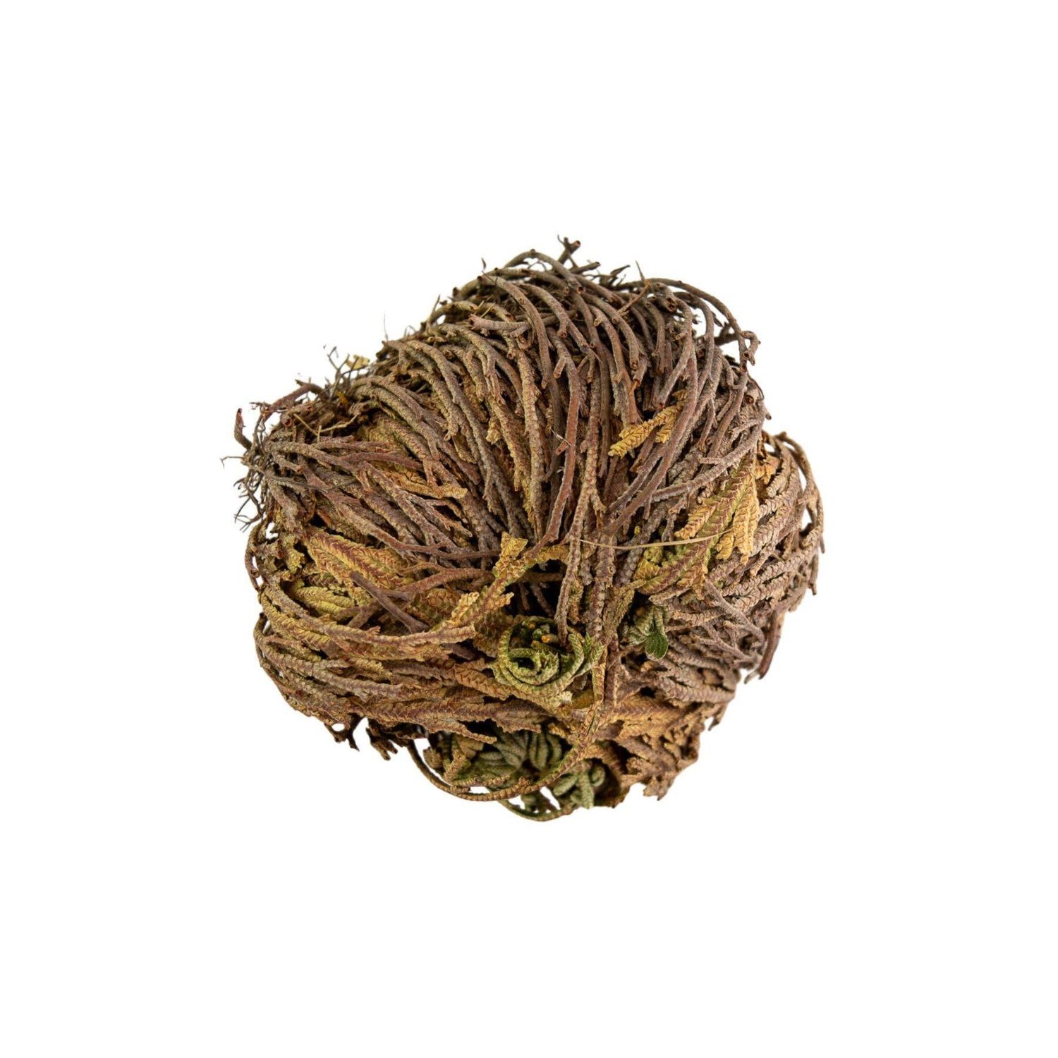 Rose of Jericho Flower (1ct)