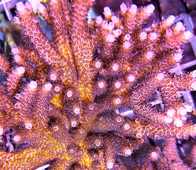 Acropora Hyacinthus Pink Table Acro