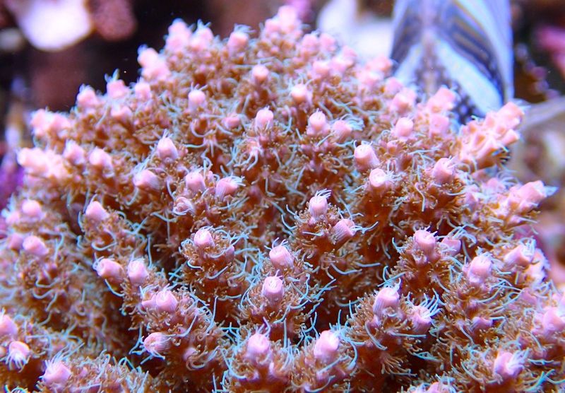 Acropora Pinky The Bear