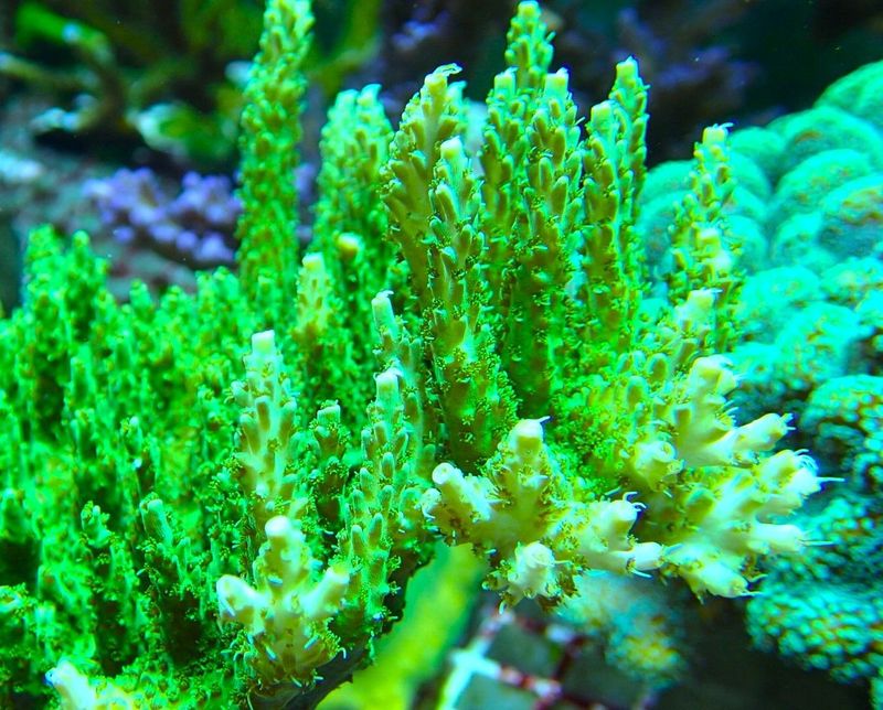 Acropora Lime Green Table