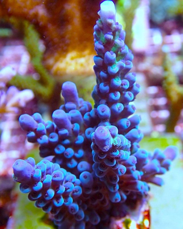 Acropora Cali Tort (CLASSIC)