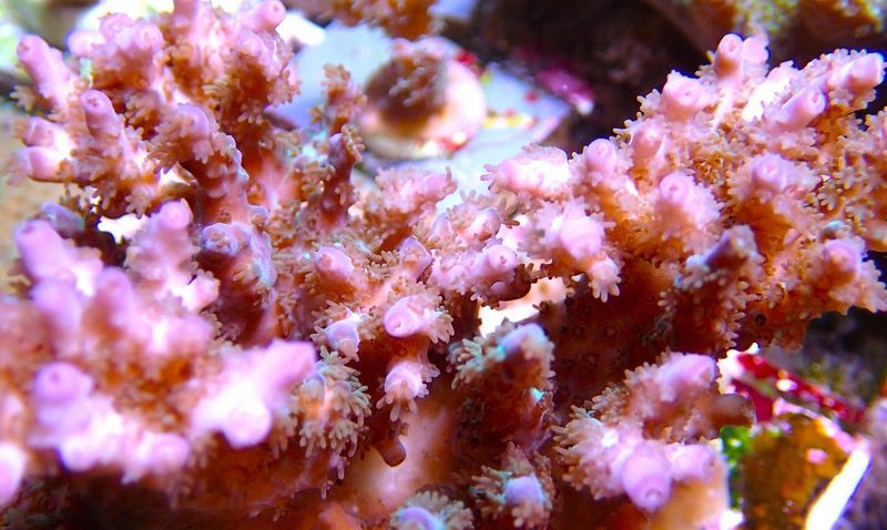 Acropora indo plana,Pink/Blue Tips