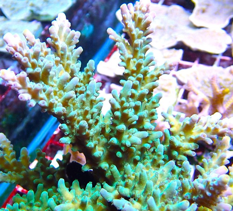 Acropora, Frog Skin Acro