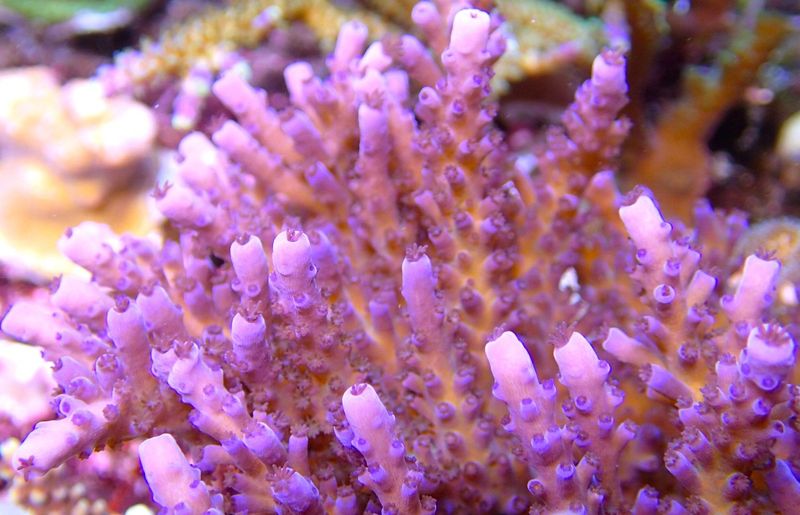 Acropora purple polyps