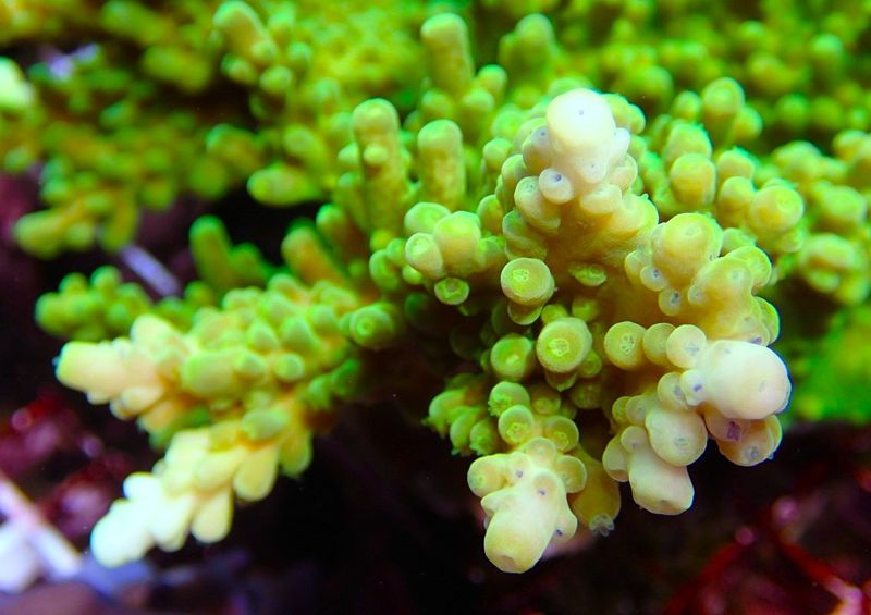 Acropora Toxic green yellow tips