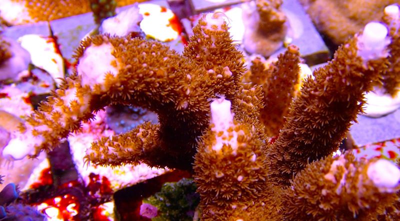 Acropora,Pink with Pale blue tips