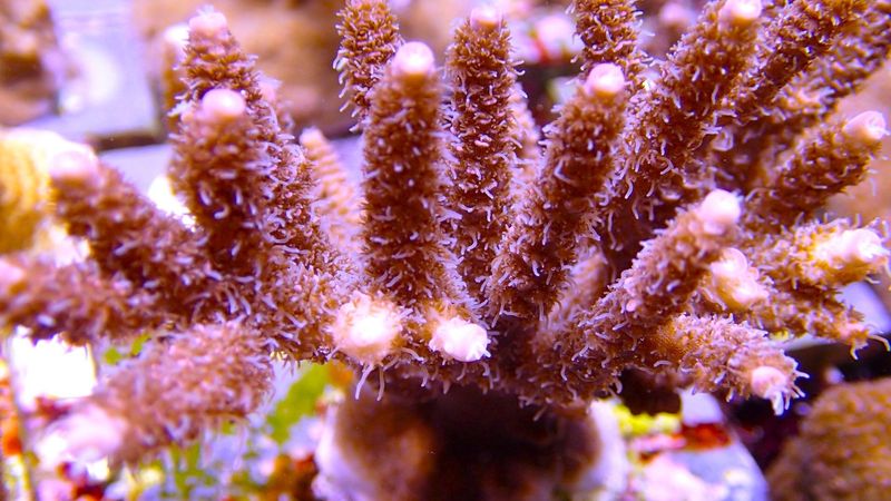 Acropora,Red/Pink Millipora