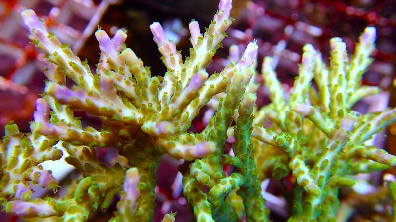 Acropora,Pink/Purple Tips