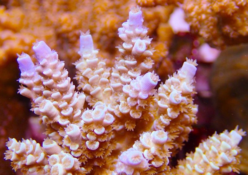 Acropora blue Tip Vermiculata