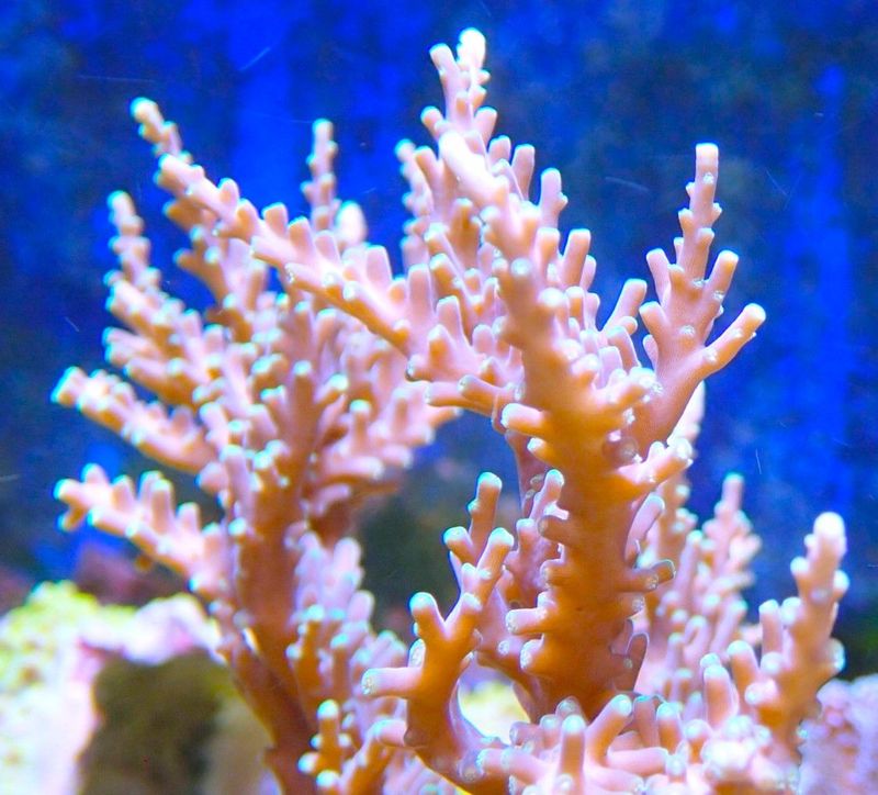 Acropora,Hurlock Acropora dayglow tips