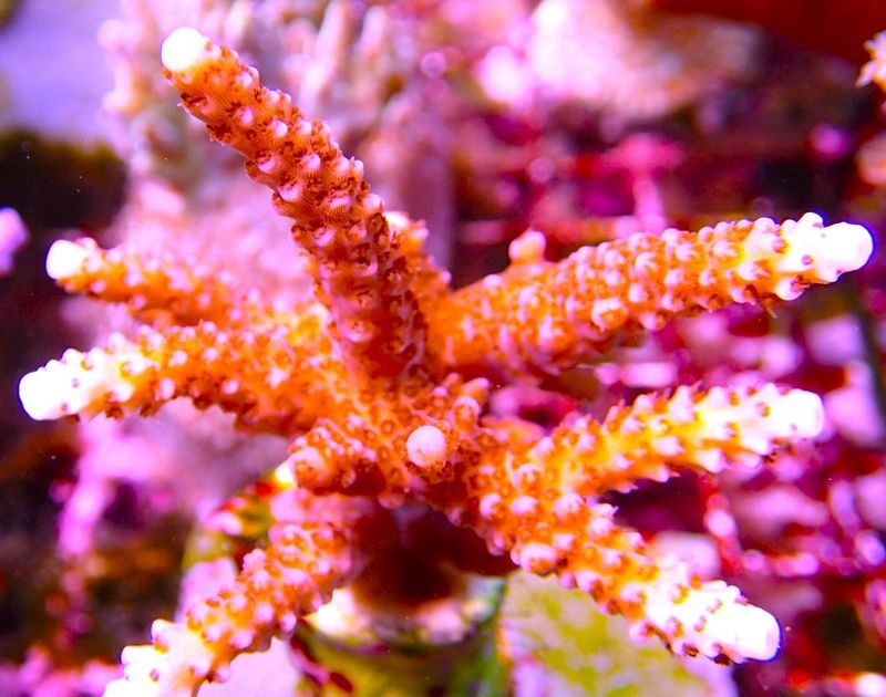 Acropora Bill Berry,AKA Sour Berry