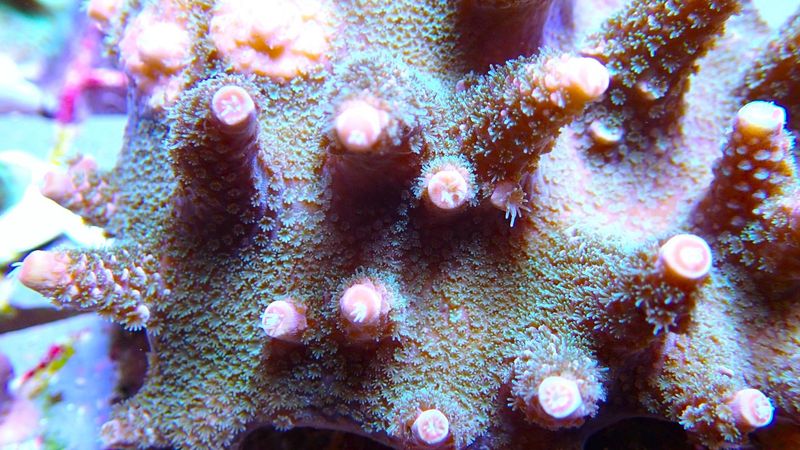 Acropora Spathulata (Australian)