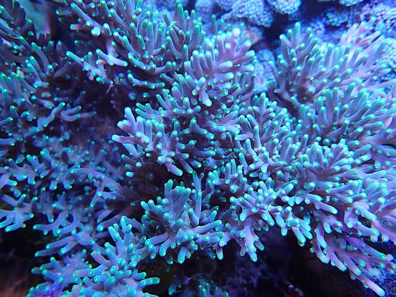Acropora,Marias purple Beacon carduus