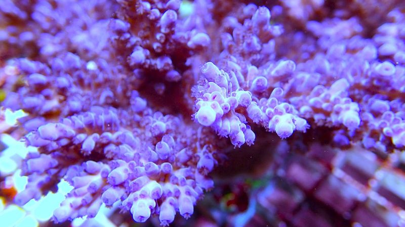 Acropora Miyagi Tort