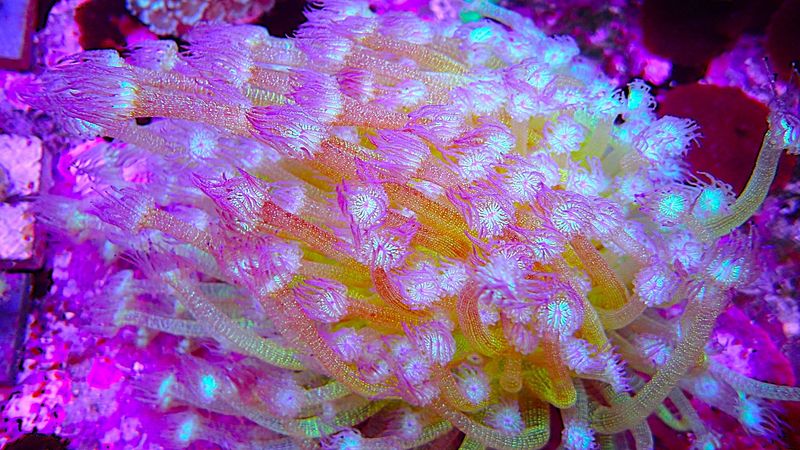 Goniopora Glitter Bomb