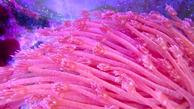 Goniopora, Australian Red Goni