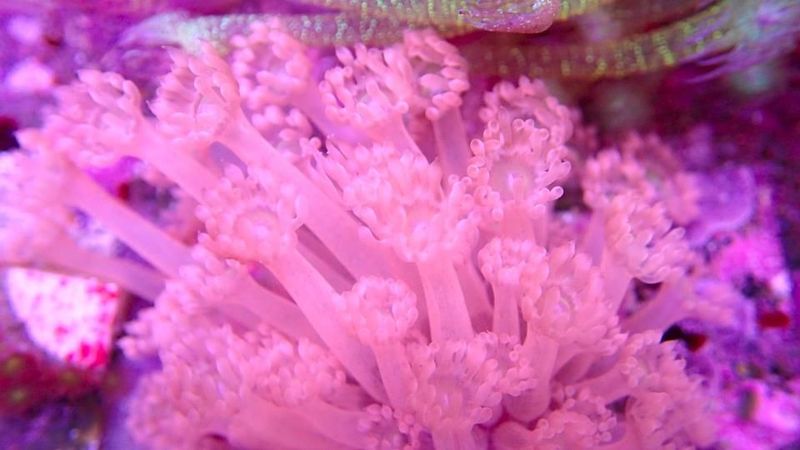 Goniopora,Rare Goni
