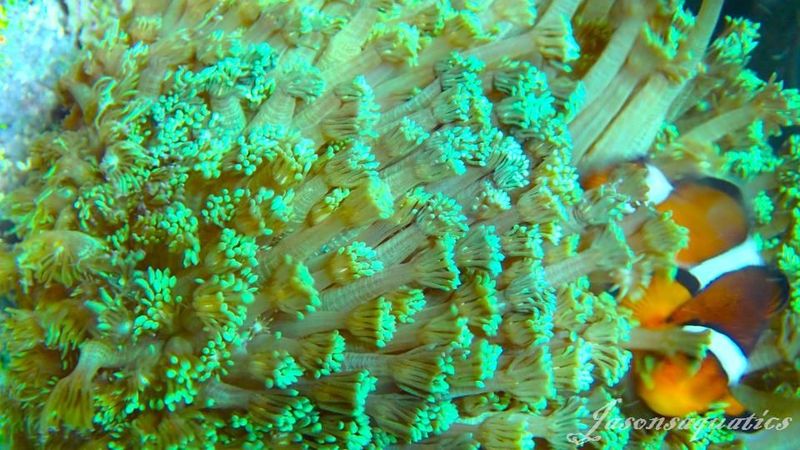 Goniopora,Bright green goni long arms