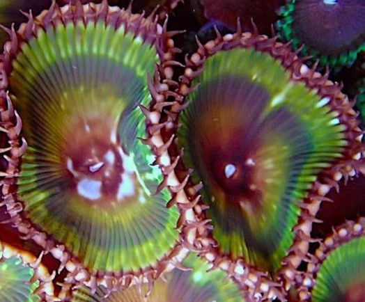 palythoa grandis
