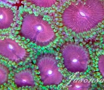 Zoanthids fake lime chilli