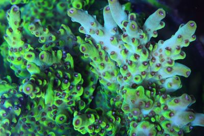 Acropora