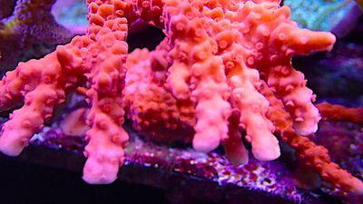 Montipora