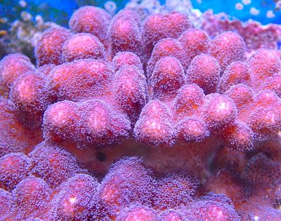 Stylophora