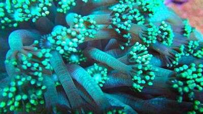 Goniopora