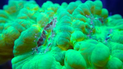 Caulastrea