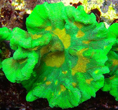 Pectinia