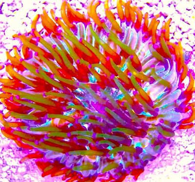 Fungia