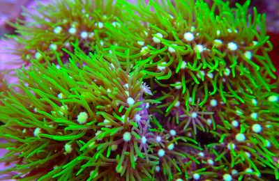 Star Polyps