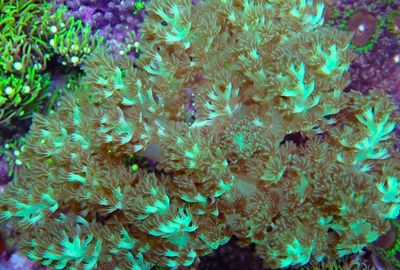 Leather corals