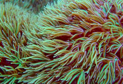 Organ Pipes Tubipora musica
