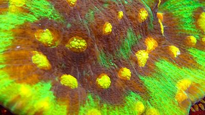 Echinophyllia Chalice