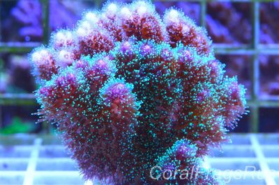 Pocillopora