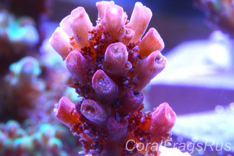 Acropora,All Time Classic Red Planet