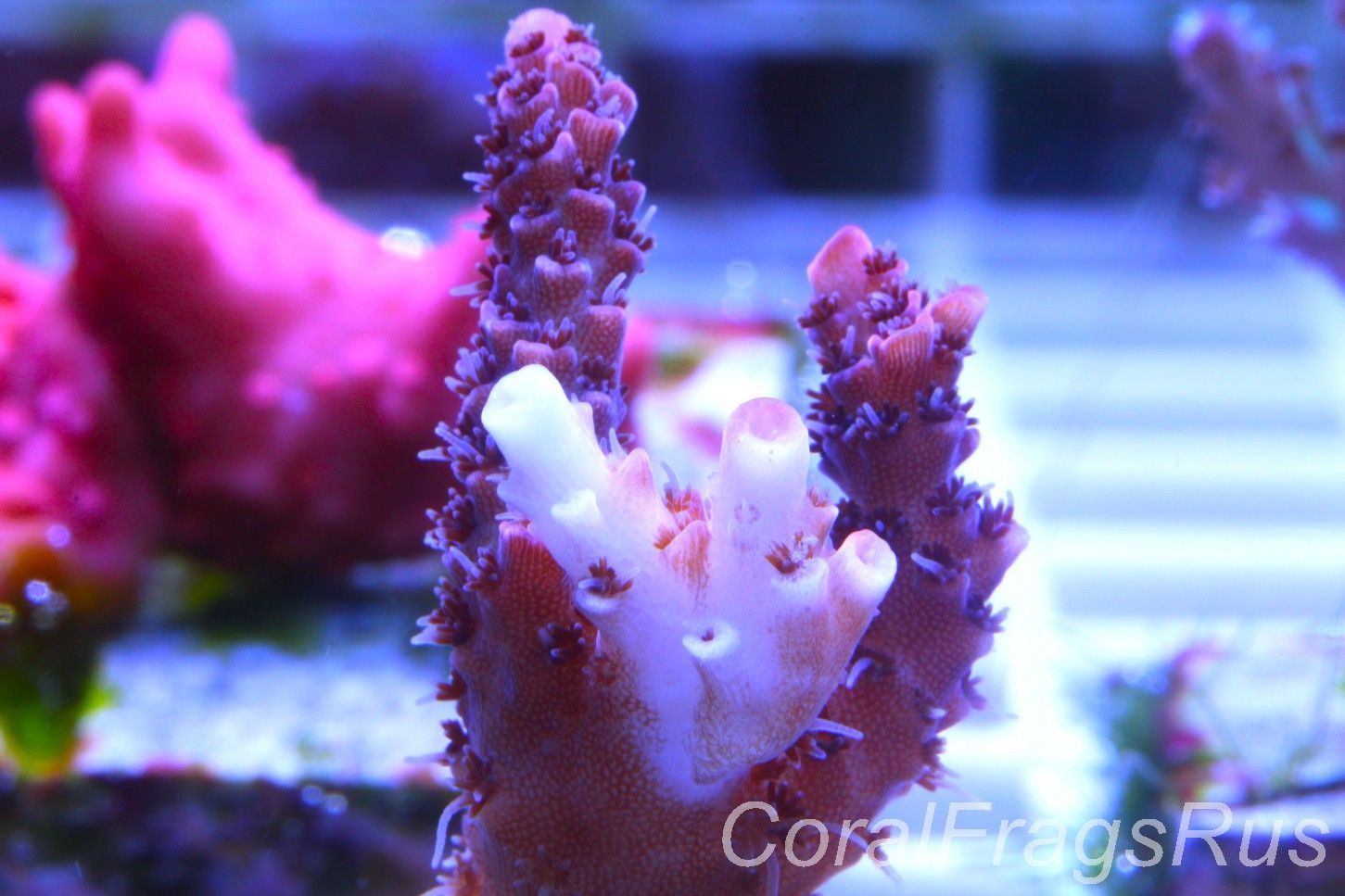 Acropora,All Time Classic Red Planet, Pick Your Frag: Frag A