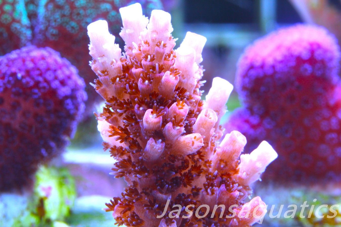 Acropora, All Time Classic Red Planet Frag A