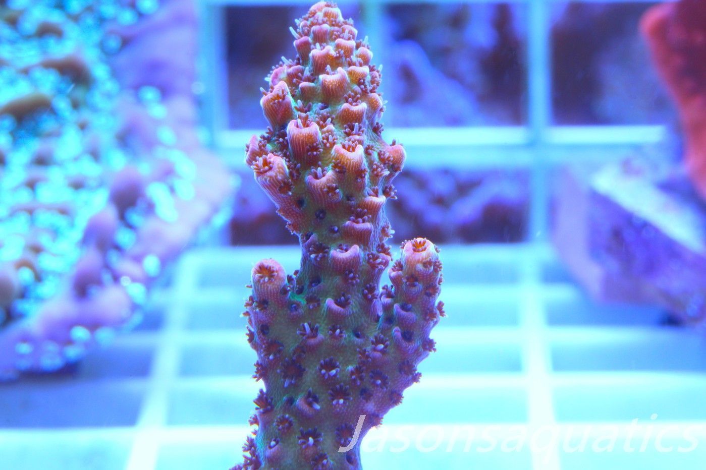 Acropora, All Time Classic Red Planet Frag A