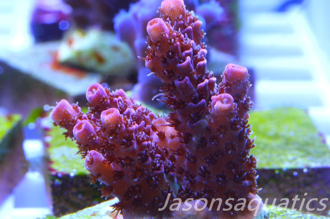 Acropora, All Time Classic Red Planet Frag A