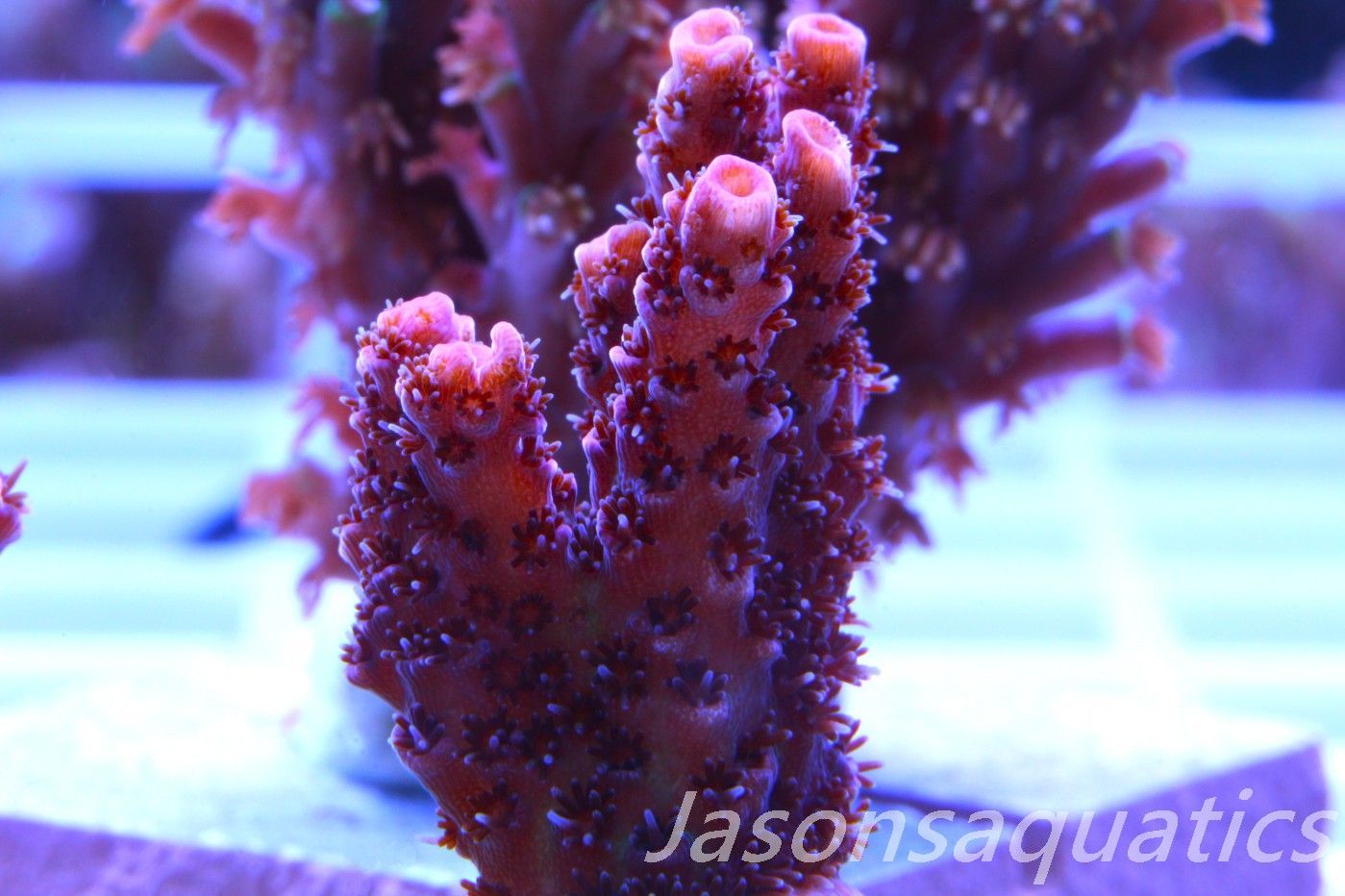 Acropora, All Time Classic Red Planet Frag A