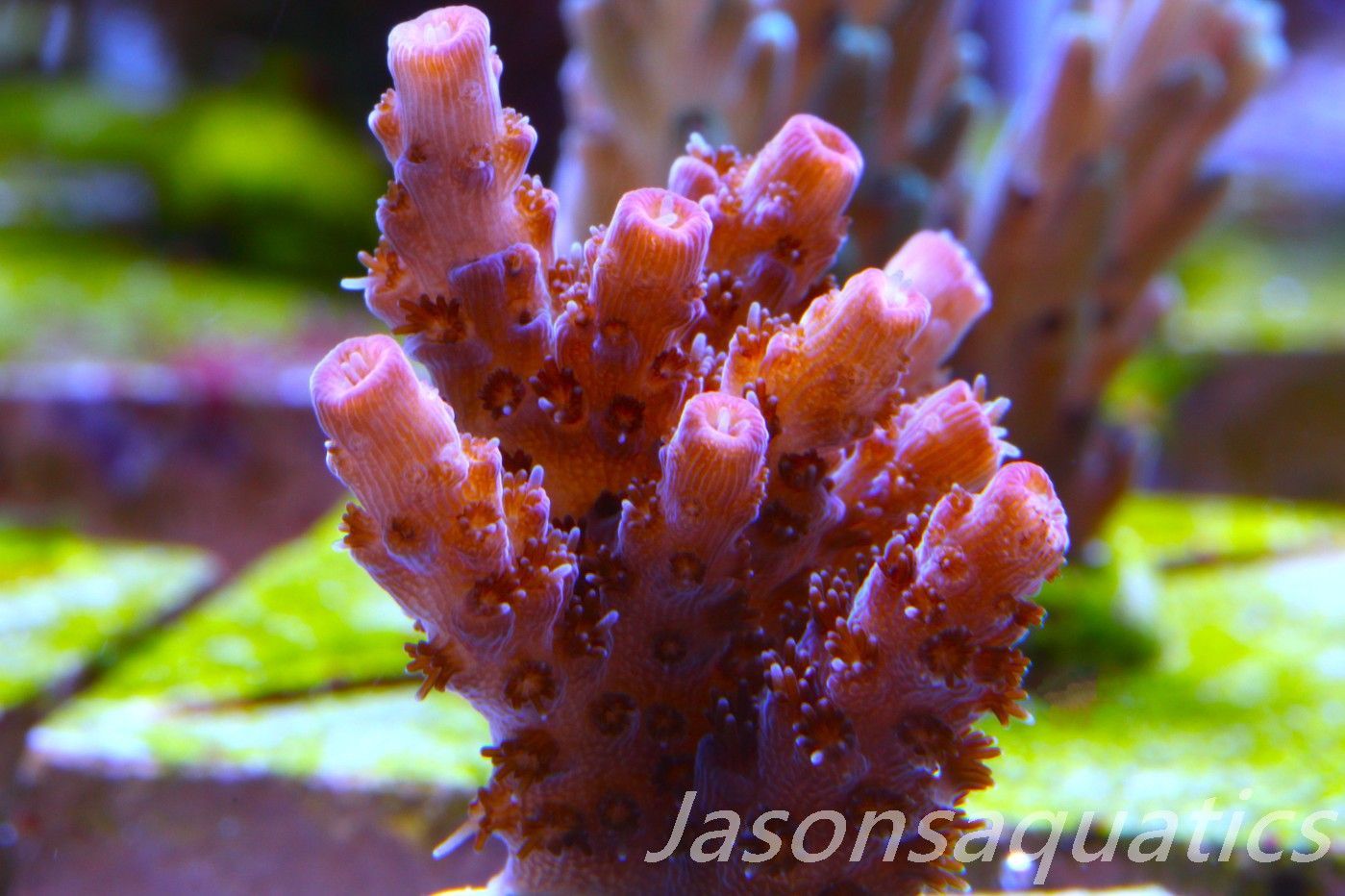 Acropora, All Time Classic Red Planet Frag A